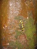 salamander-2.jpg