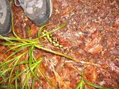 salamander-1.jpg
